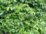 Parthenocissus quinquefolia