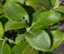 Salix caprea