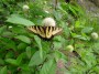 Cephalanthus Occidentalis